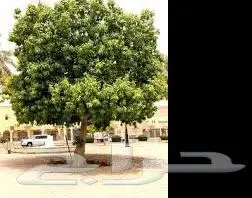 زراعة حدائق وأشجار ونجيلة طبيعي وصناعي ونخيل زينة 11