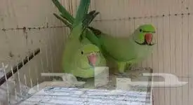 ببغاء دره 0