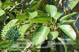 زراعة حدائق وأشجار ونجيلة طبيعي وصناعي ونخيل زينة 14