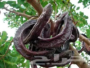 خروب طازج وفاخر للبيع في جده 1