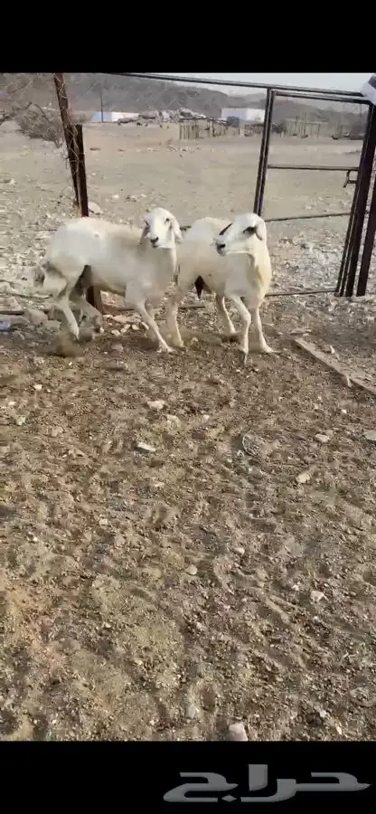 ضان حرش دفع 2
