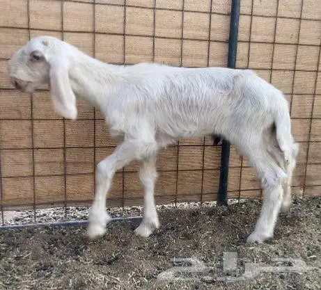 فحل عيسي ثني مشروط 1