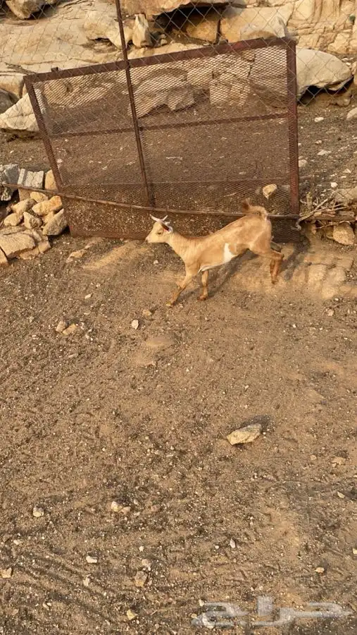 نواع بهم 2