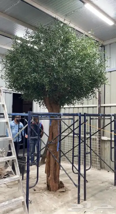 شجرة زيتون 0