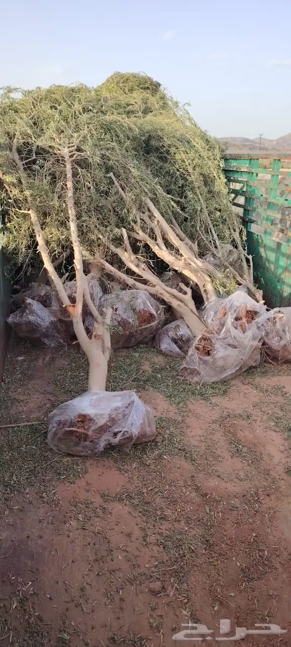 اشجار زيتون 5