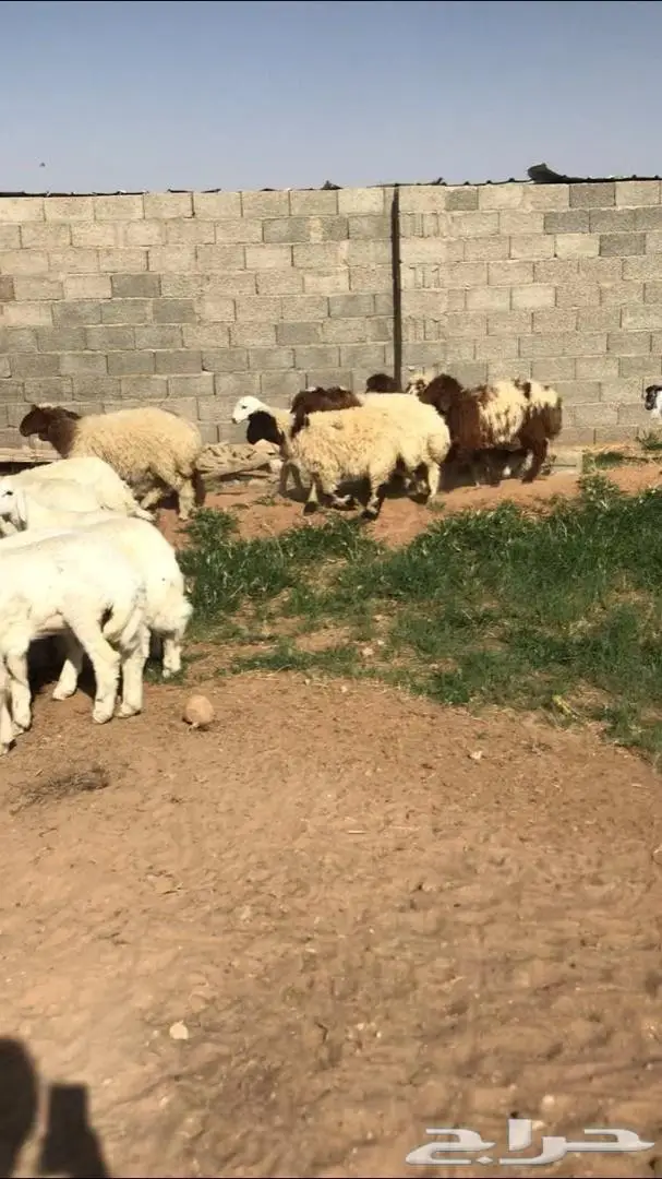 ذبايح مزرعه بدون مكعبات 2
