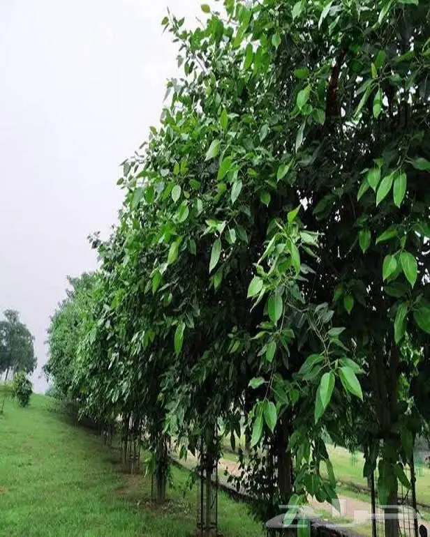 زراعة حدائق وأشجار ونجيلة طبيعي وصناعي ونخيل زينة 12