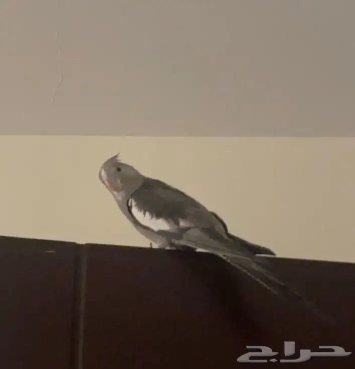 كروان هولندي 4