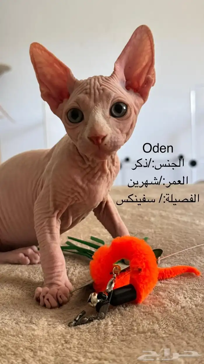 قطط فرعونية ذكر عمر شهرين 0