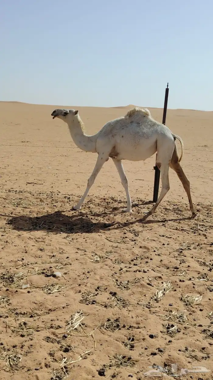 بكره طيبه فل شحم سنها حقه مدري ثنيه والله إني ماعلم 0