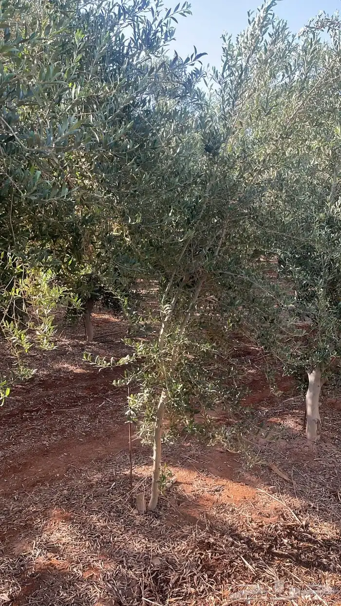 اشجار زيتون 8
