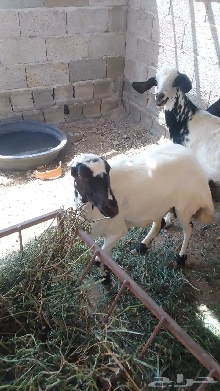 نعجتين 1
