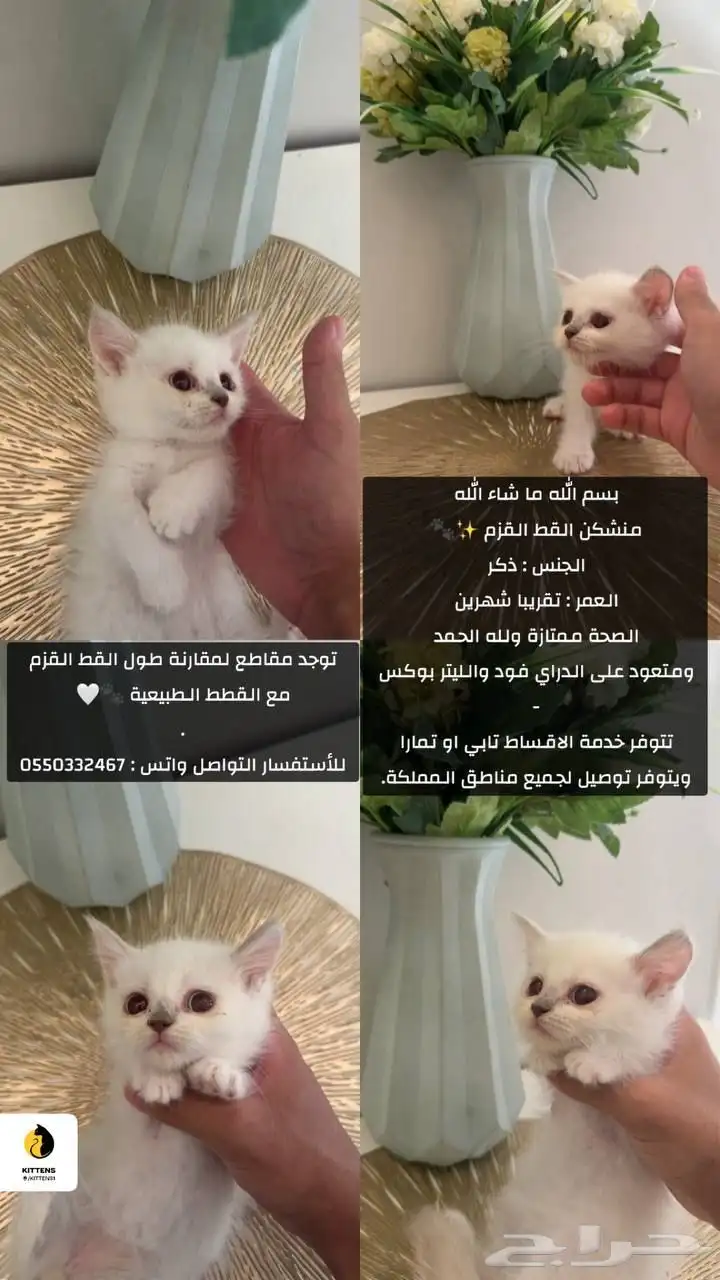 منشكن القط القزم 0