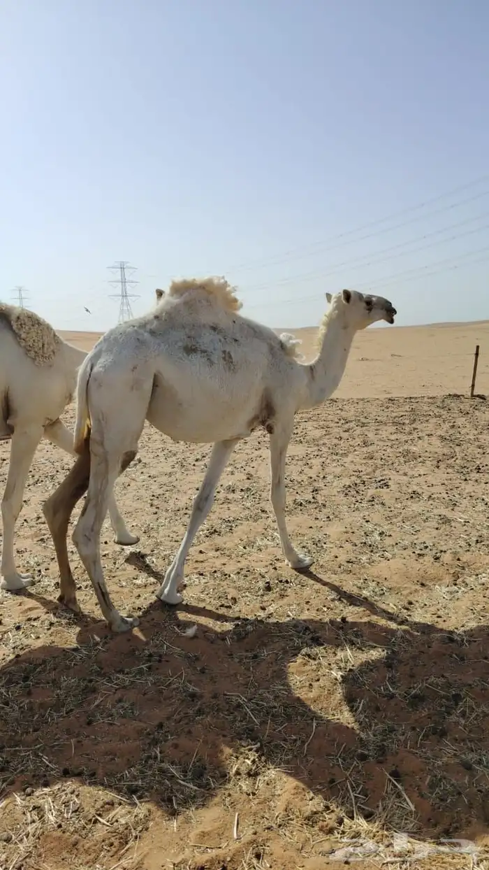 بكره طيبه فل شحم سنها حقه مدري ثنيه والله إني ماعلم 1
