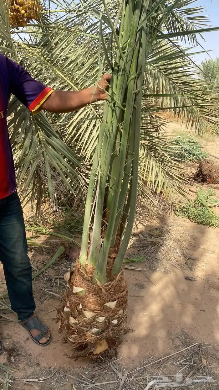 فسائل نخل 3