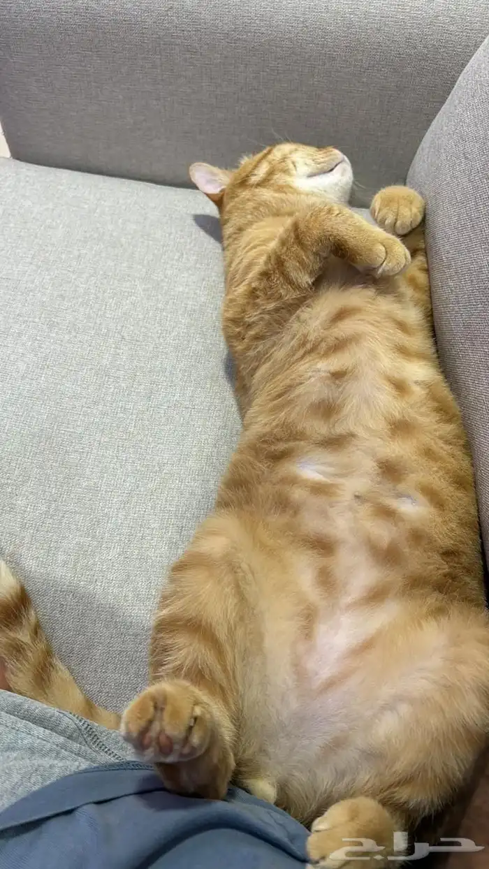 قطتان للتبني 2