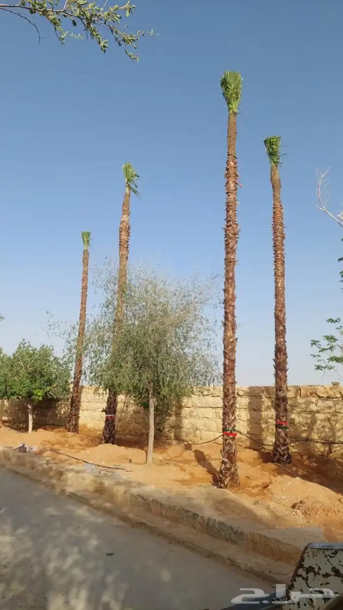 نخل واشنطونيا 5