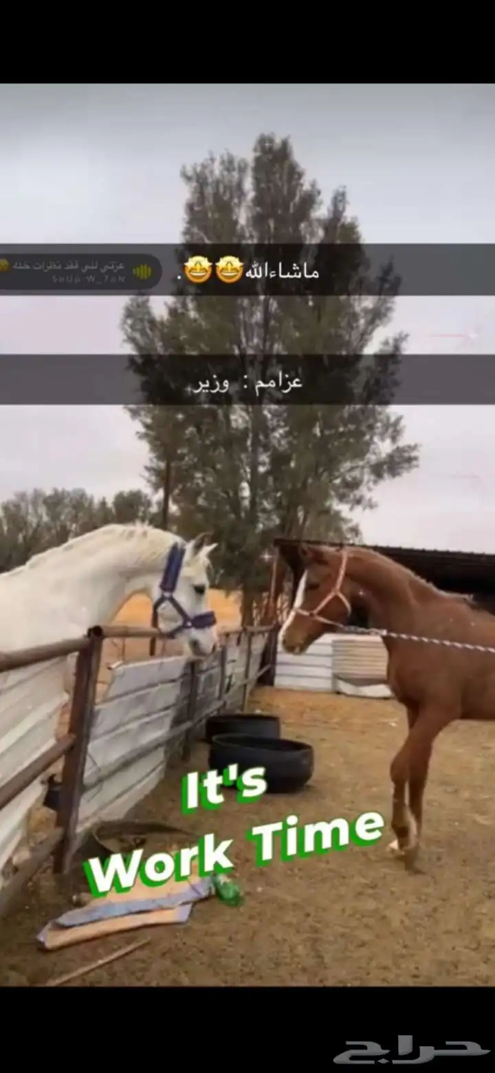 حصان شعبي 1
