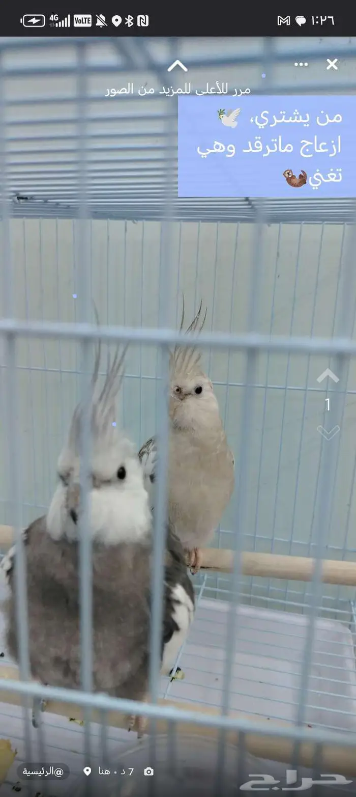 بيع كروان 0