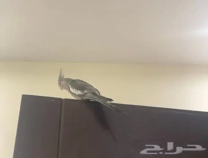 كروان هولندي 3