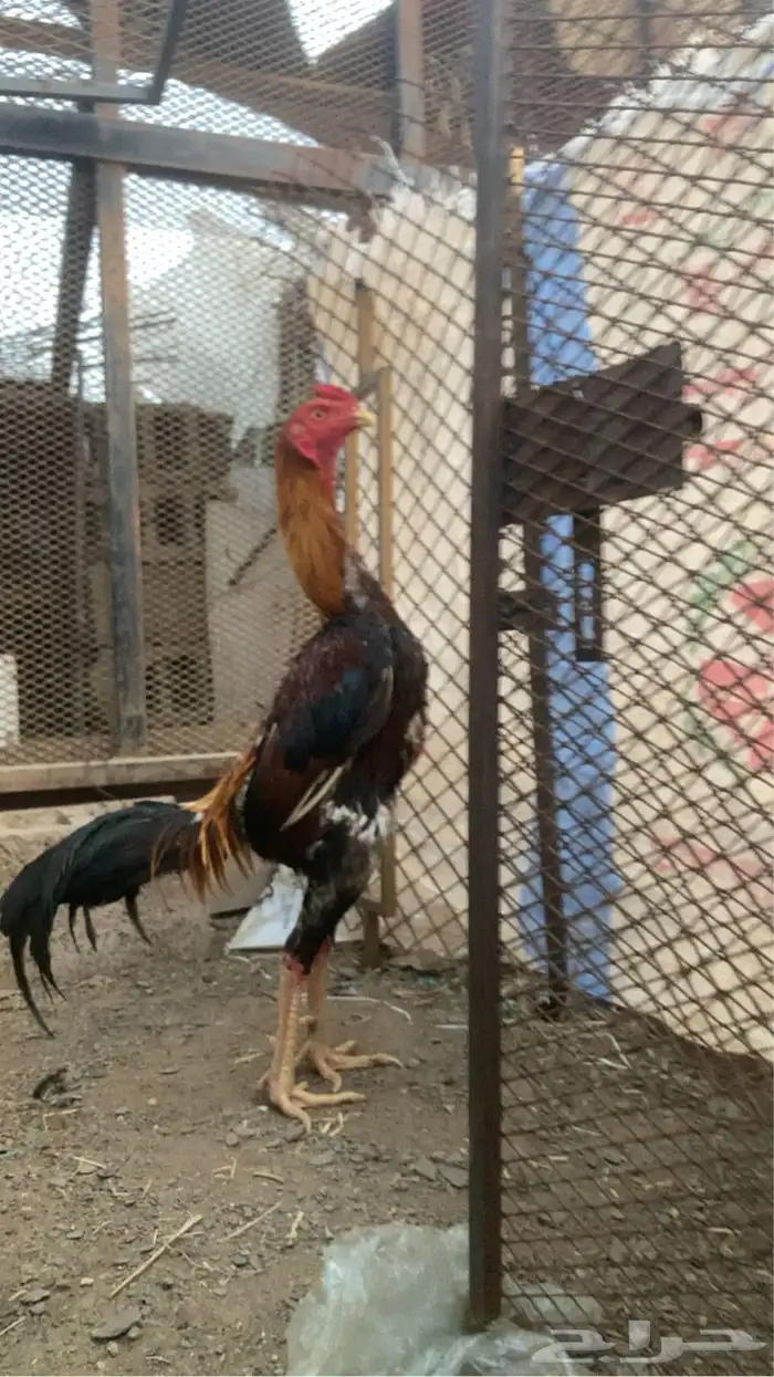ديك شامو ياباني 1