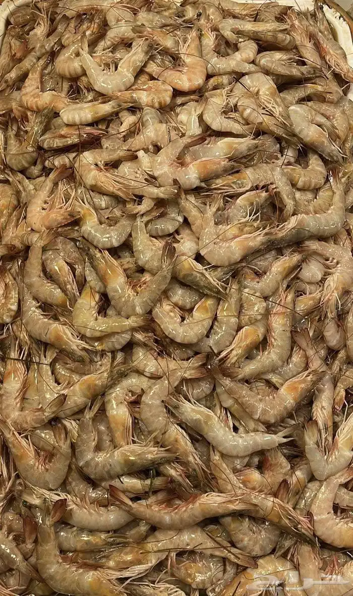 سمك وروبيان 16