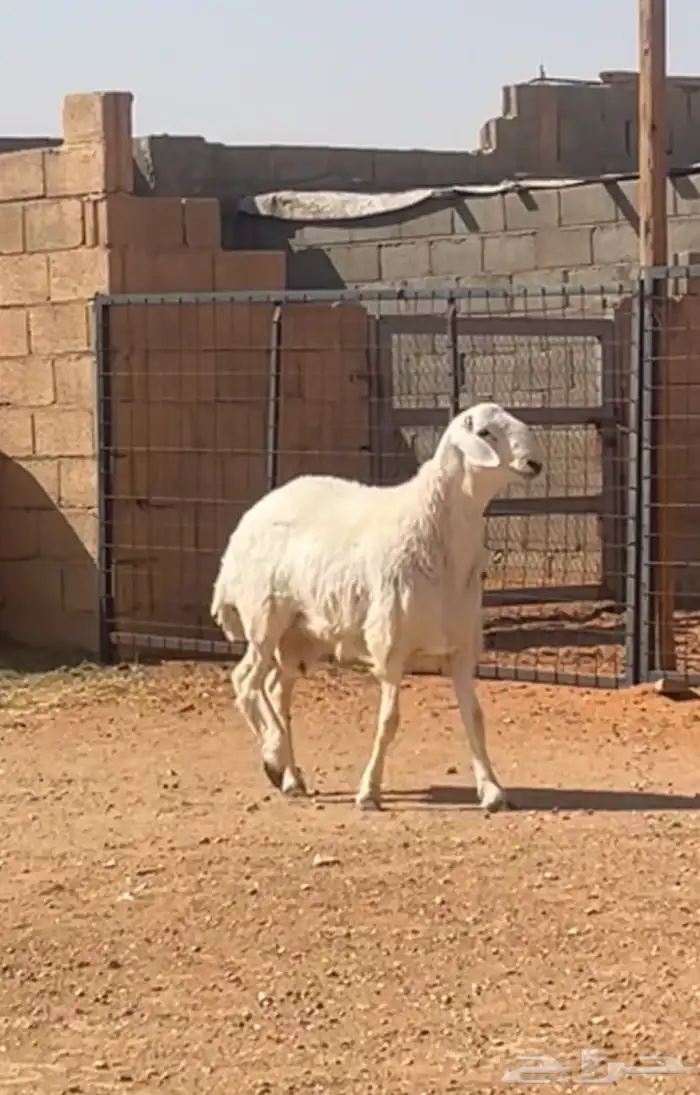 تم البيع. حري احرش فحل مشروط 2