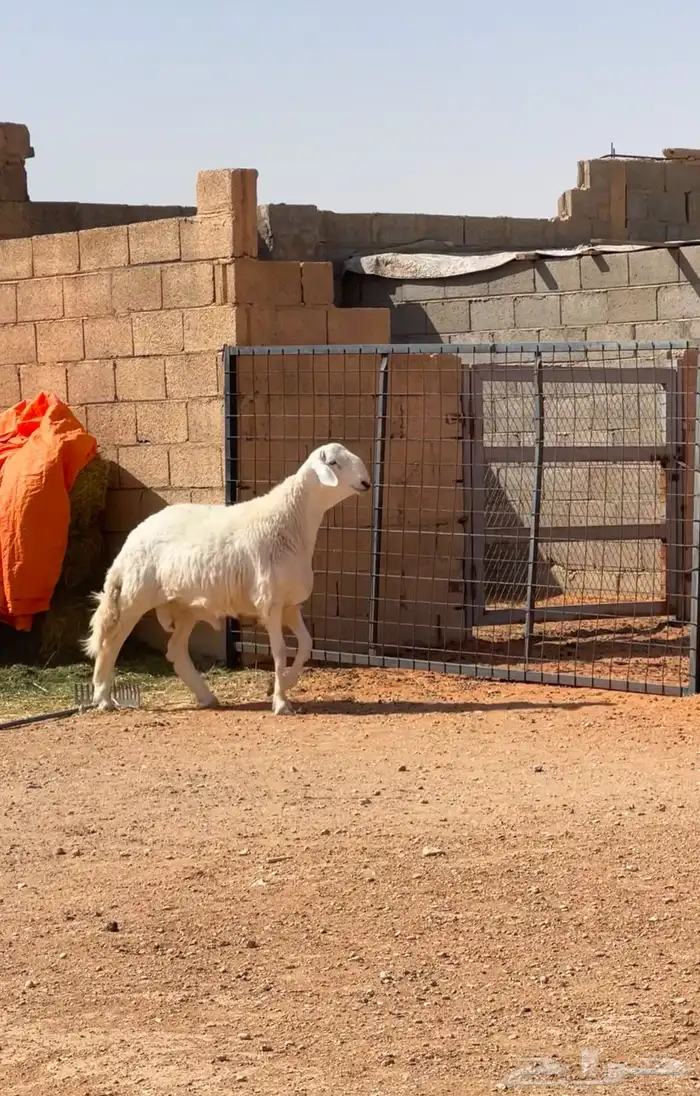 تم البيع. حري احرش فحل مشروط 0