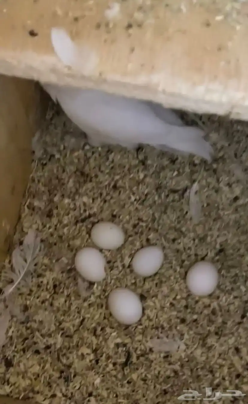 طيور روز شرط منتجه 2