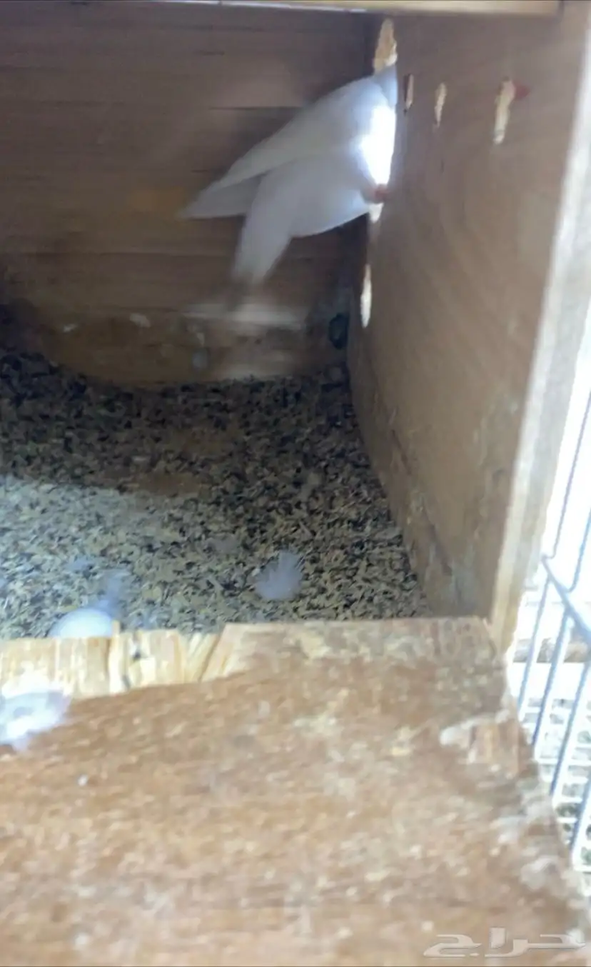 طيور روز شرط منتجه 4