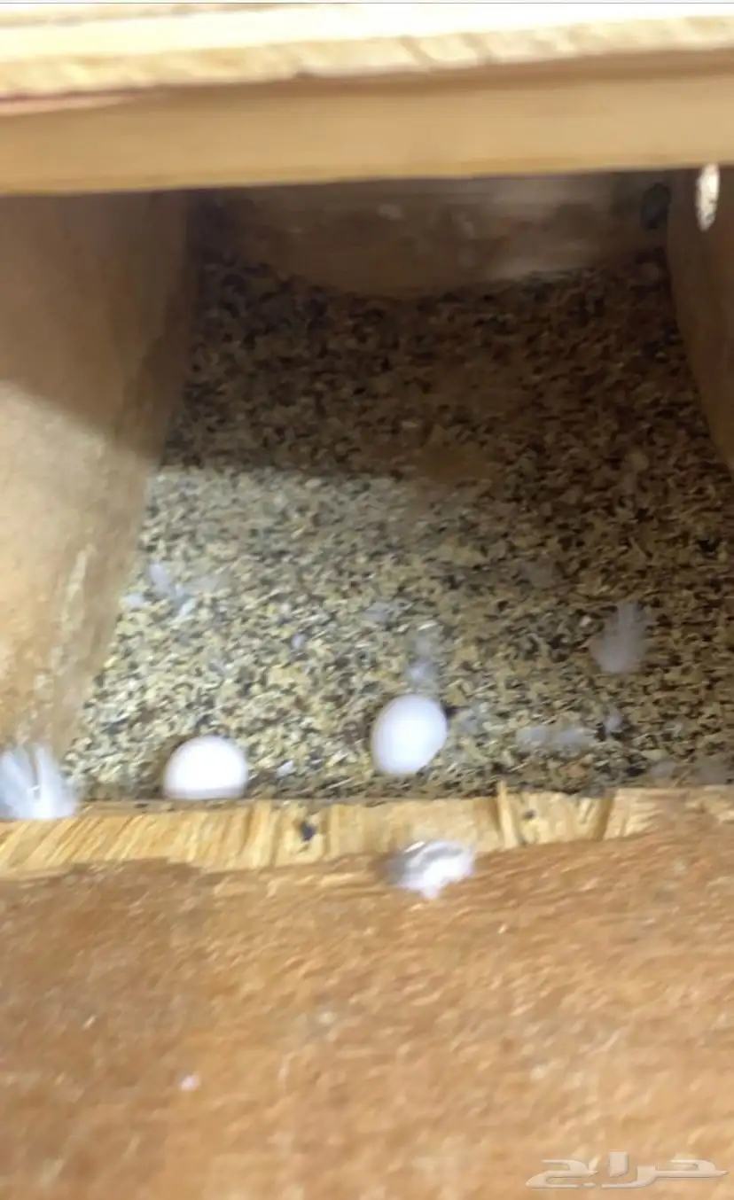 طيور روز شرط منتجه 3