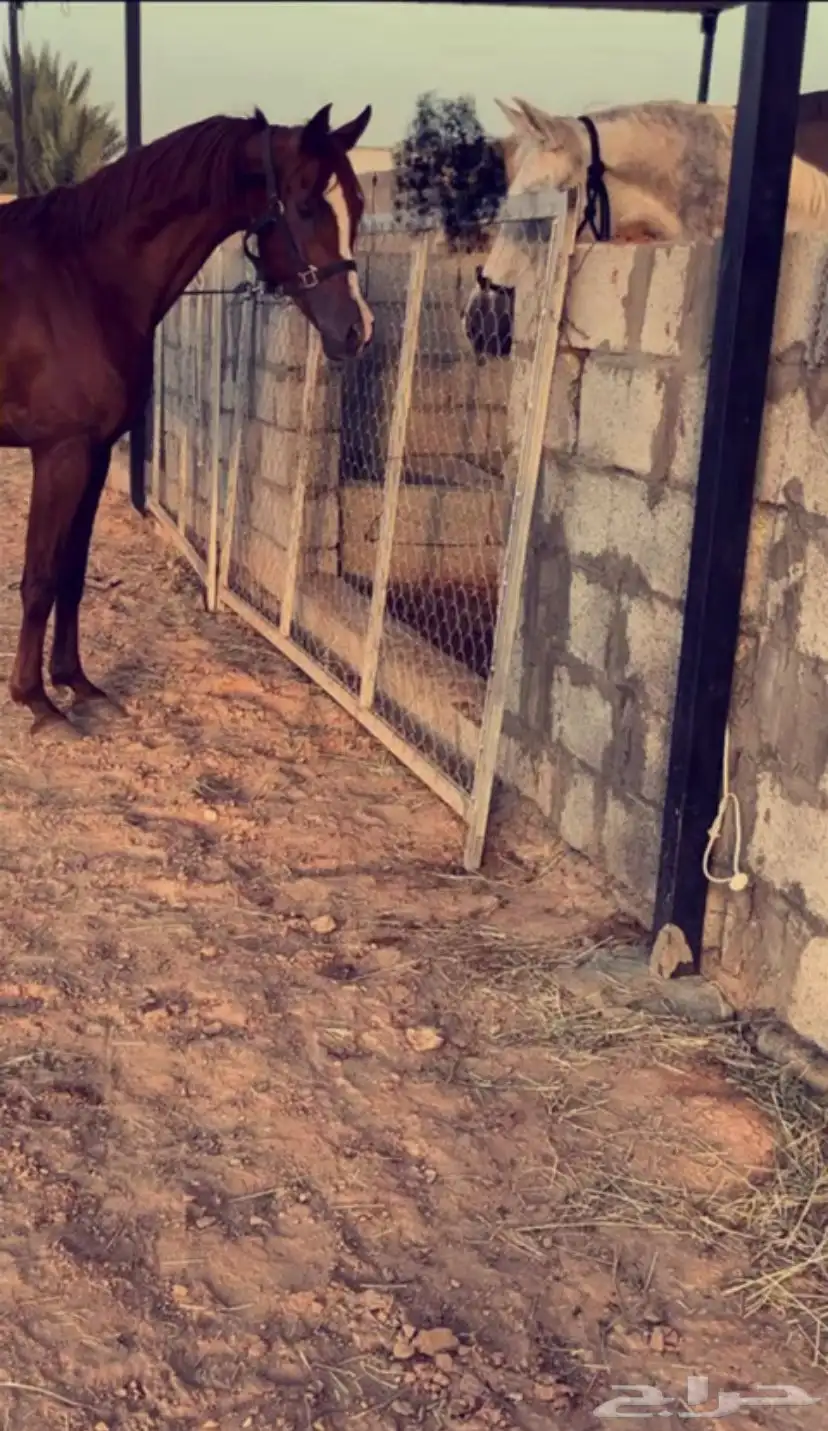 حصان شعبي طرب 1