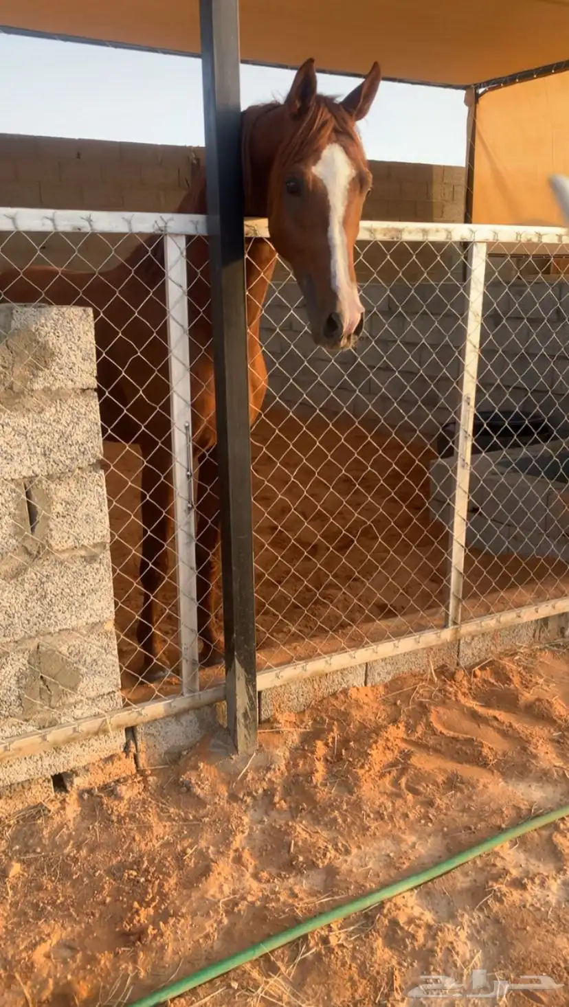 حصان شعبي طرب 3