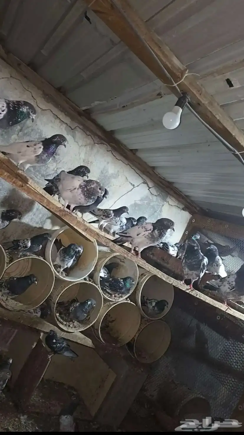حمام بكستاني 0