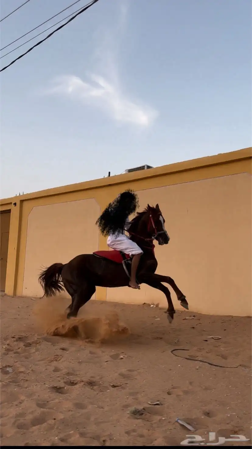 حصان شعبي طرب 0