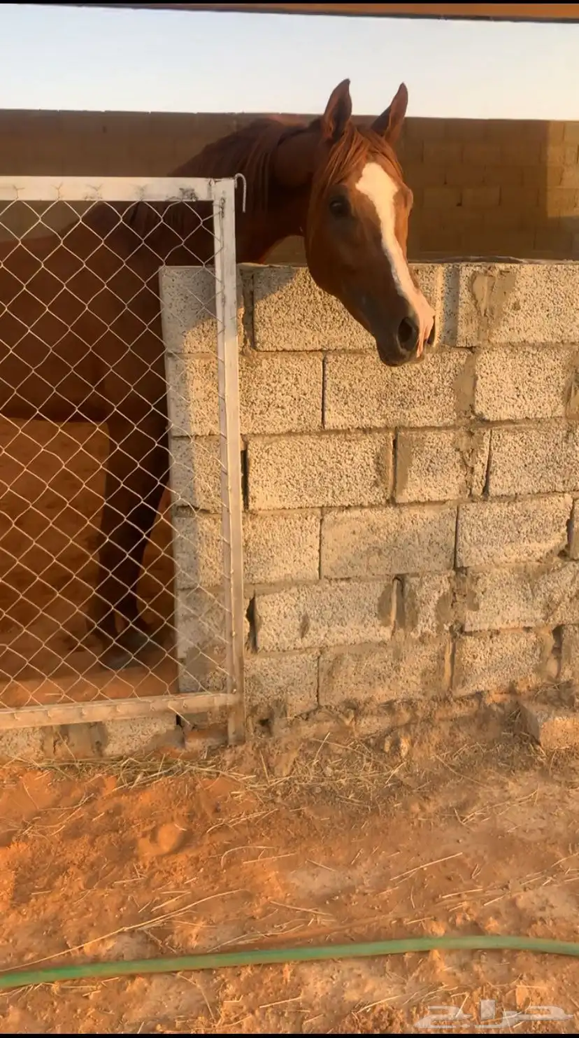 حصان شعبي طرب 5