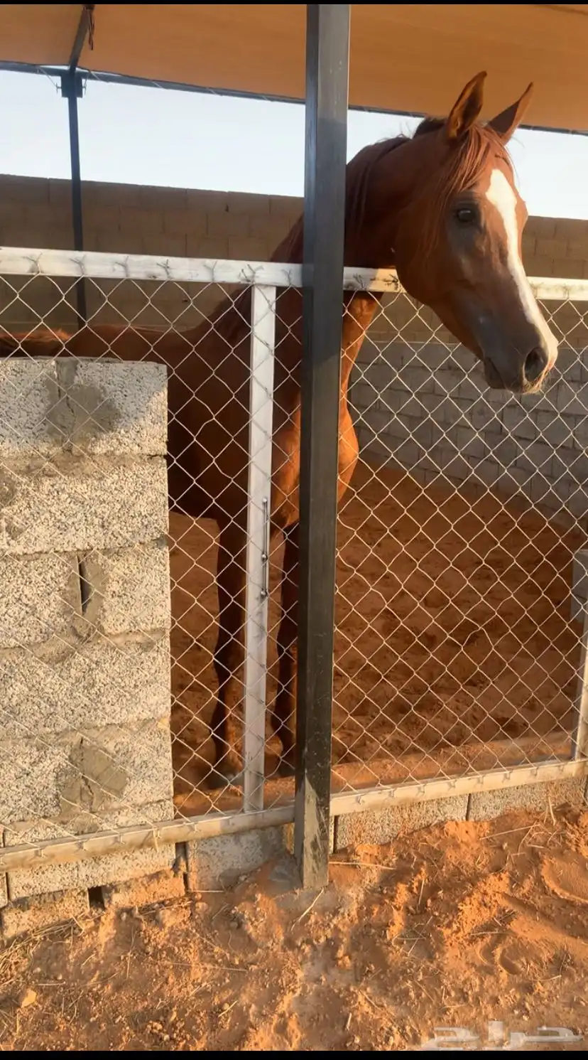 حصان شعبي طرب 4