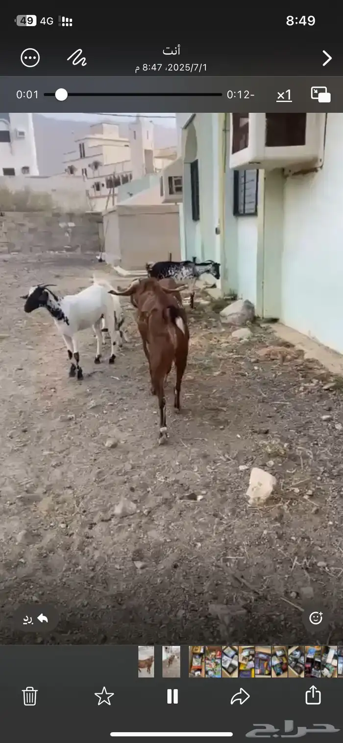 ((( تم البيع ))) تيس فحل 2