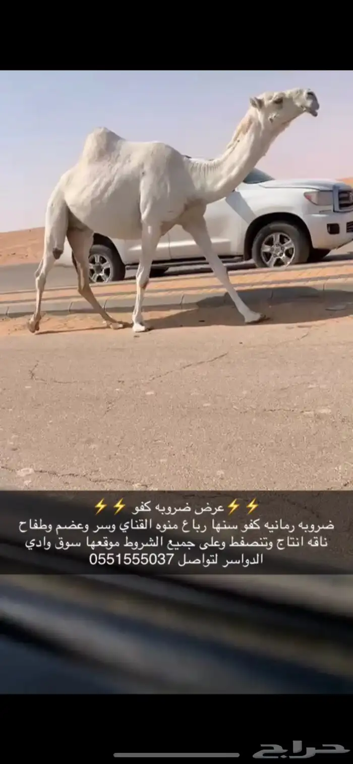 ضروبه كفو 3