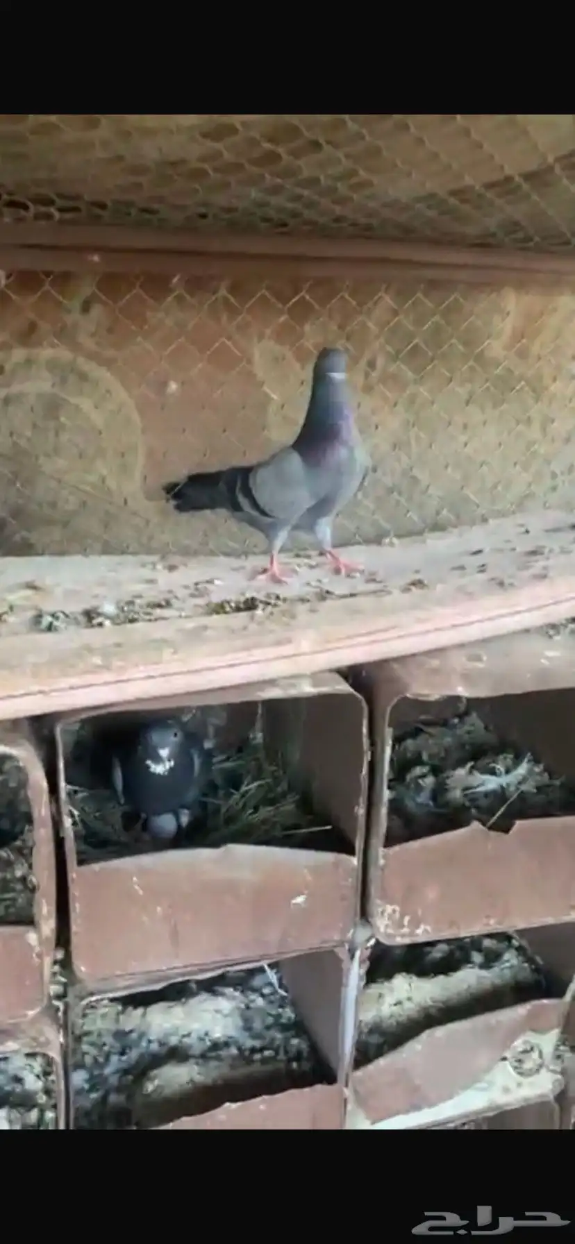 حمام قطايف ل البيع العدد 5 اجواز وفريد 3