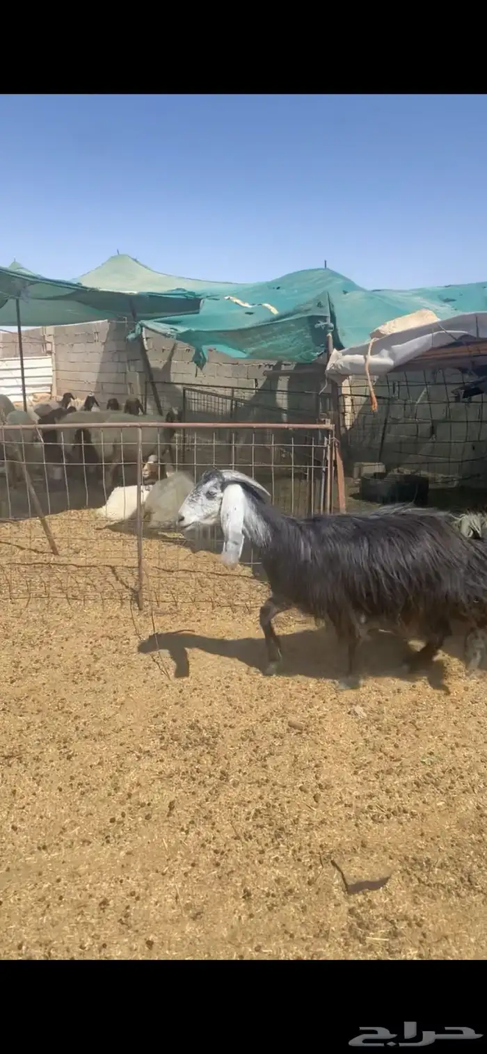 معزا للبيع 0