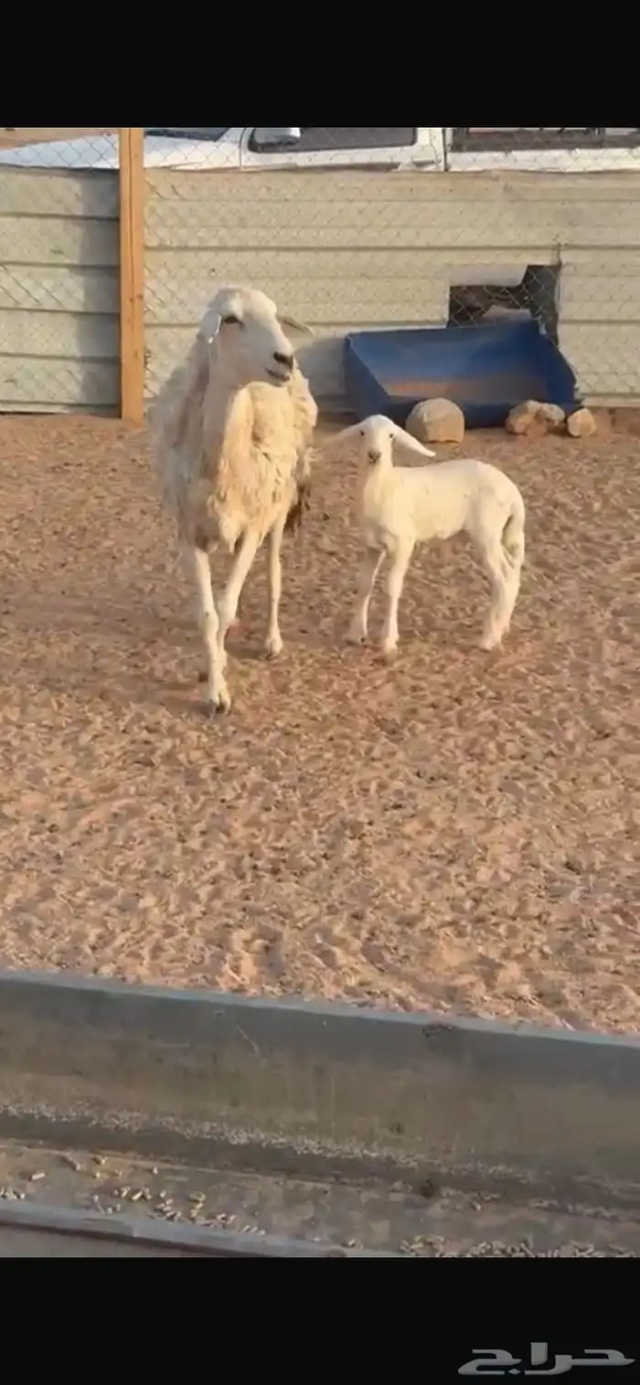 حرية 1