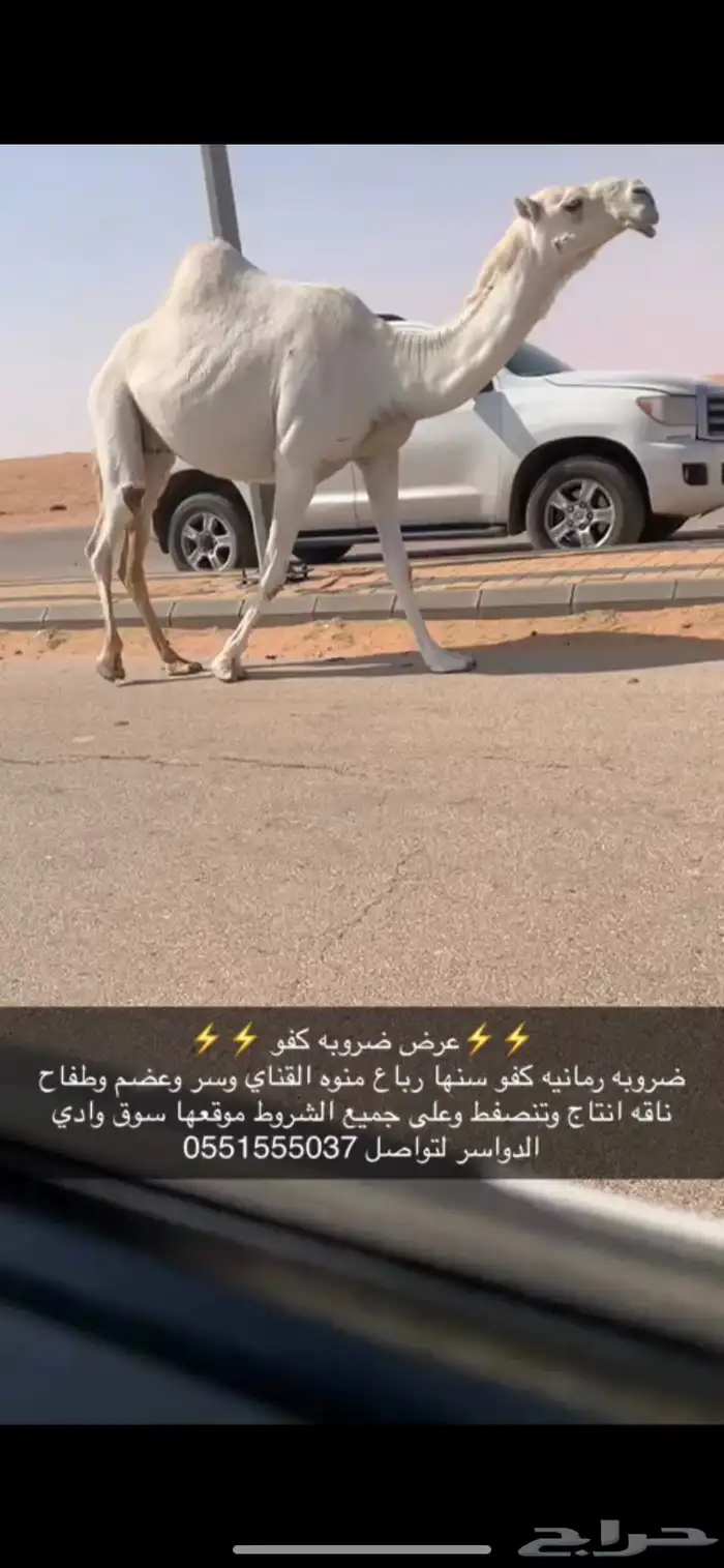 ضروبه كفو 0