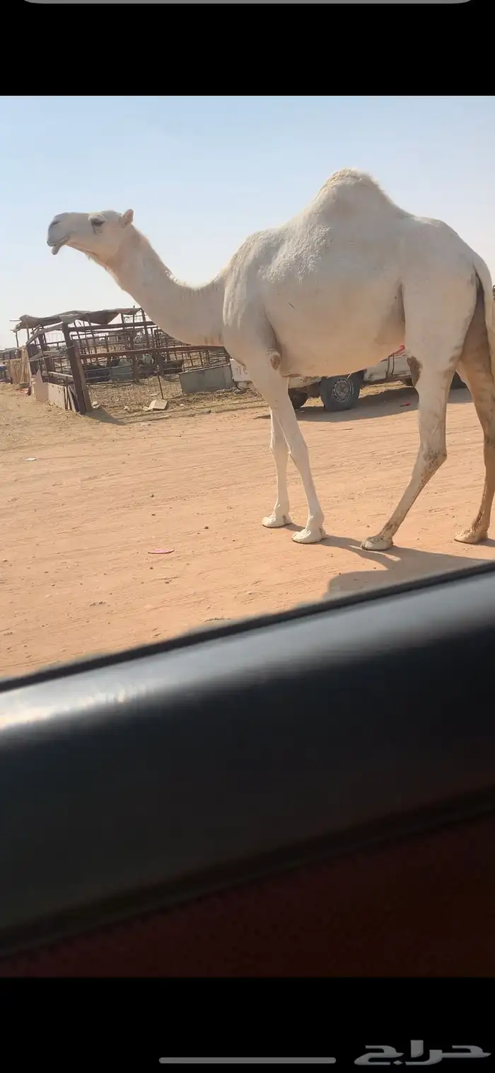 ضروبه كفو 4