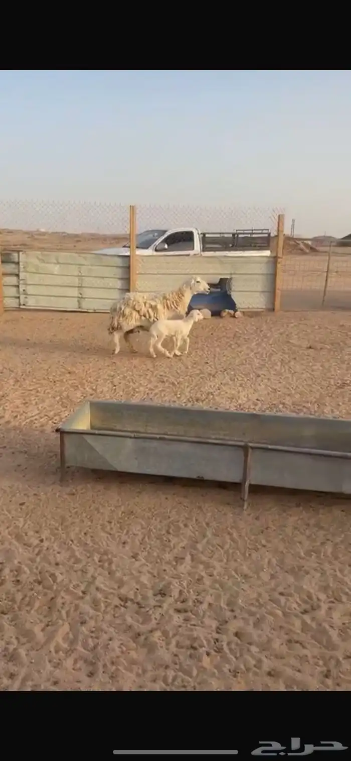 حرية 3
