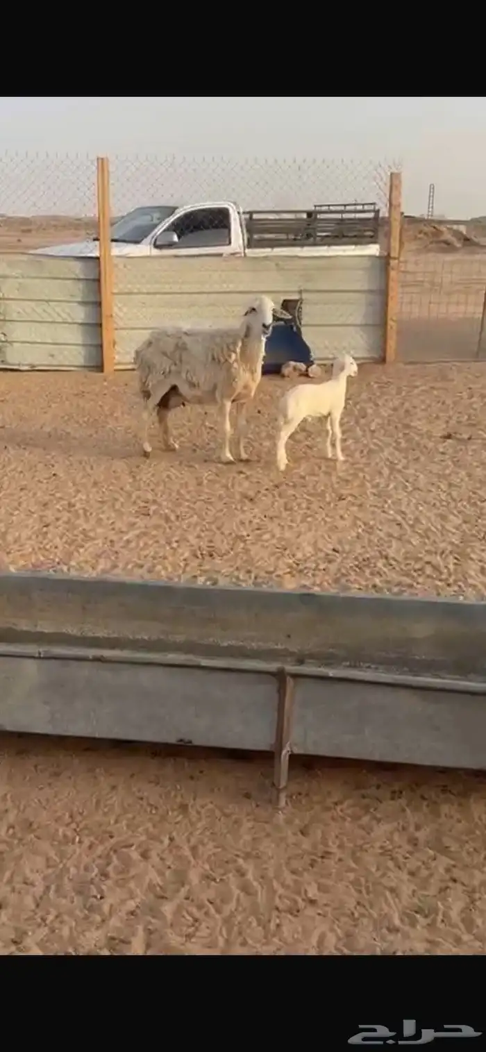 حرية 2