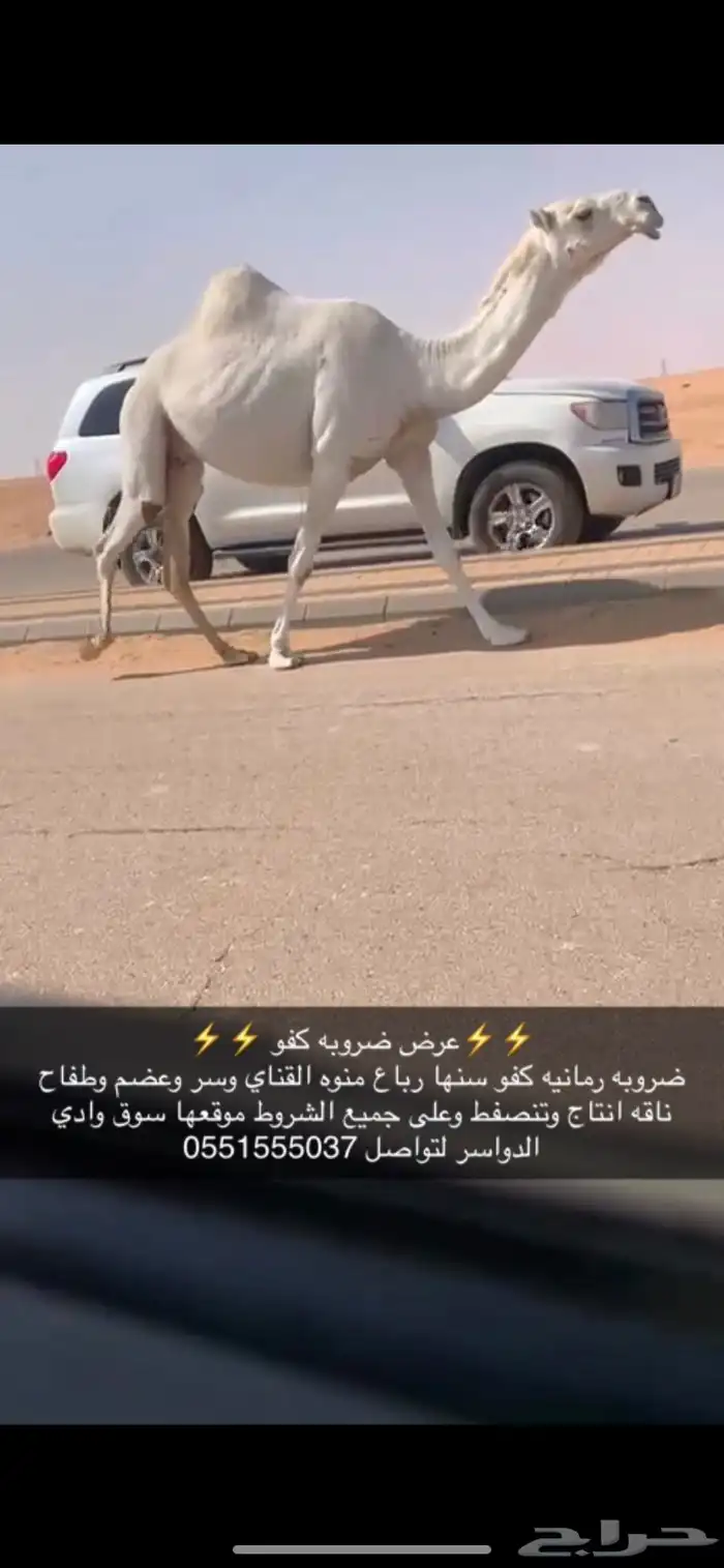 ضروبه كفو 1