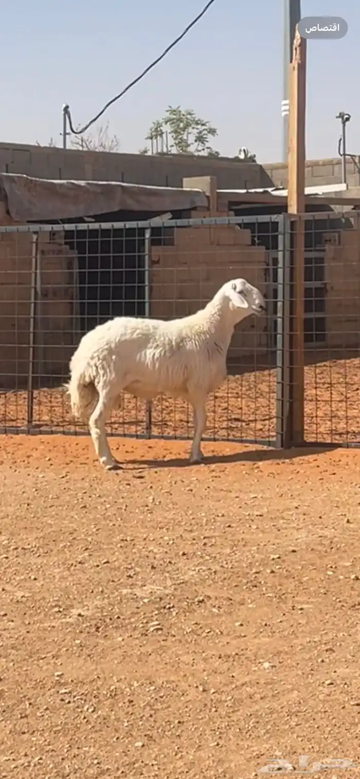 تم البيع. حري احرش فحل مشروط 1