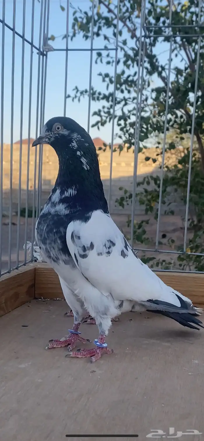 جوز تيدي للبيع 0
