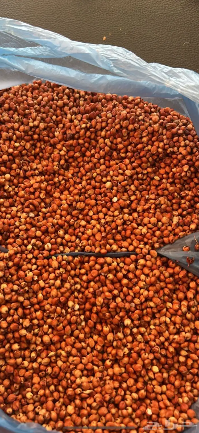 بذور ذره جيزانيه 0